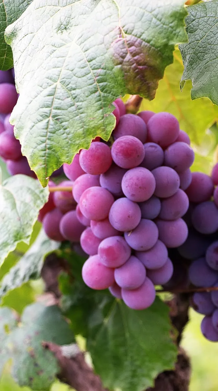 Vignes et grappes de raisin au domaine